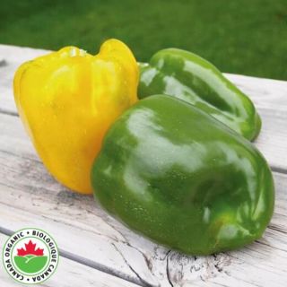 Sweet Sunrise Organic Pepper Thumbnail